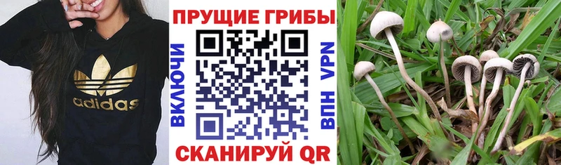 Псилоцибиновые грибы мицелий  Ладушкин 